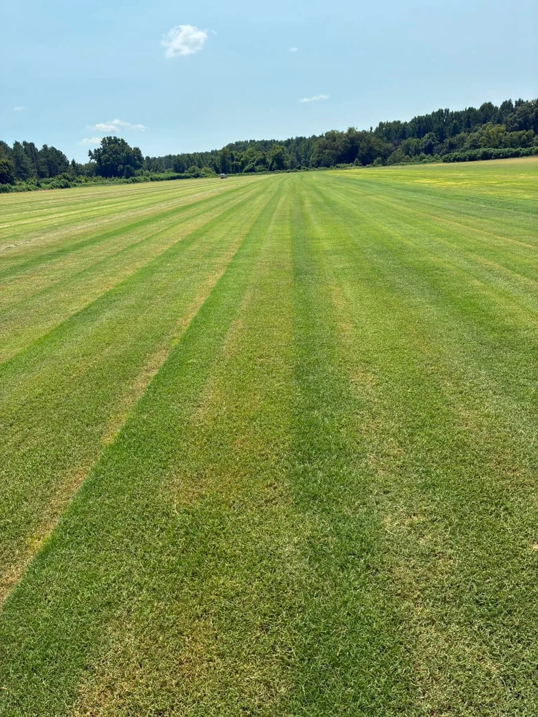 Long parallel rows across a green sod field beneath a blue sky