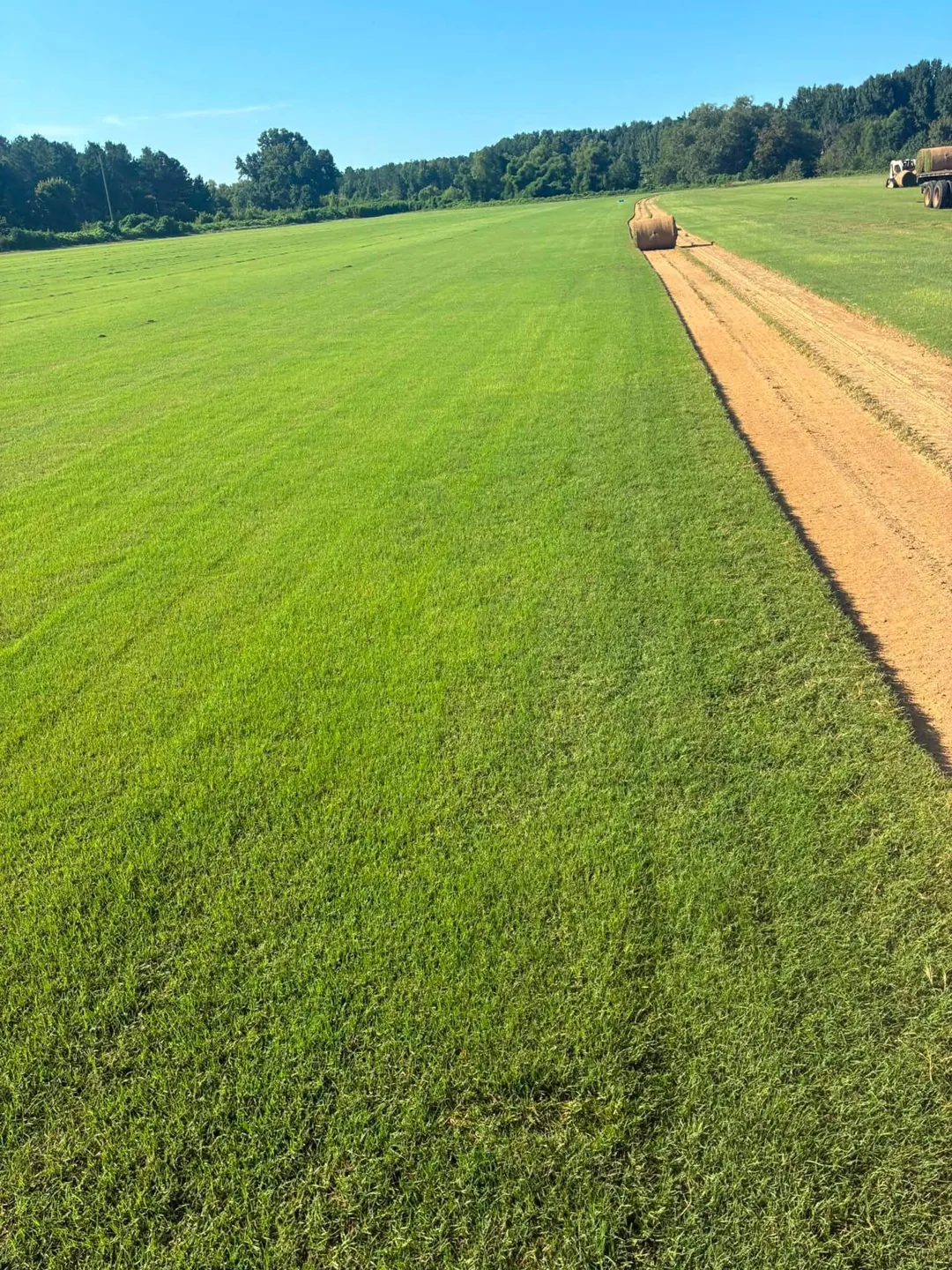 Green sod rows beside a harvested strip and a field worker