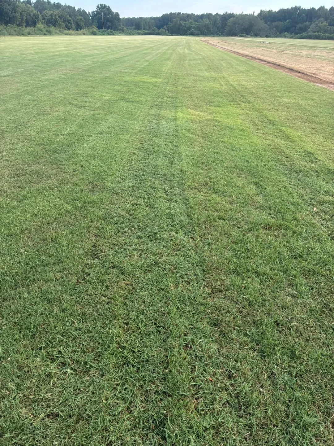 Parallel green rows across the sod farm
